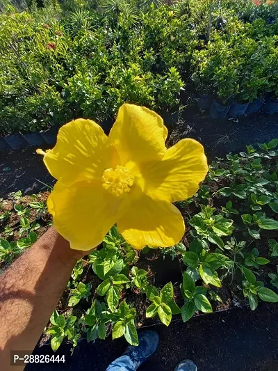 Baishnab  Hibiscus Yellow CF2028 Hibiscus Plant-thumb0