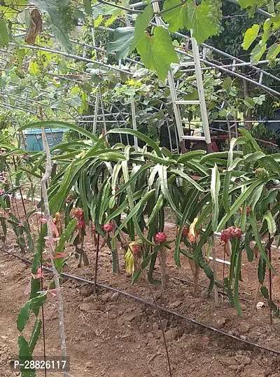 Baishnab  Pink Dragon Fruit Live PlantCF040 Drago