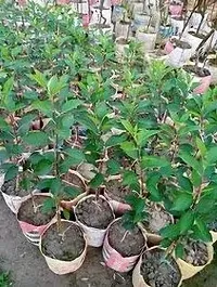 Baishnab ZZ Plant Dream water apple plant-thumb1