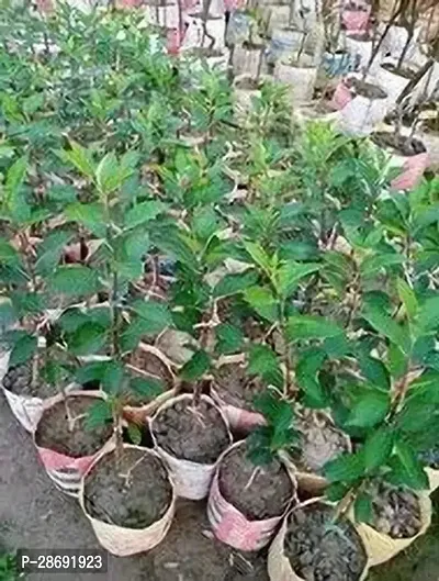 Baishnab ZZ Plant Dream water apple plant-thumb2