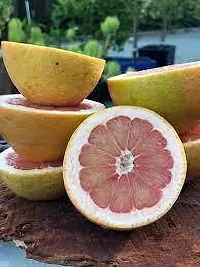 Baishnab Pomelo Plant POMELO PLANT NB AS-thumb1