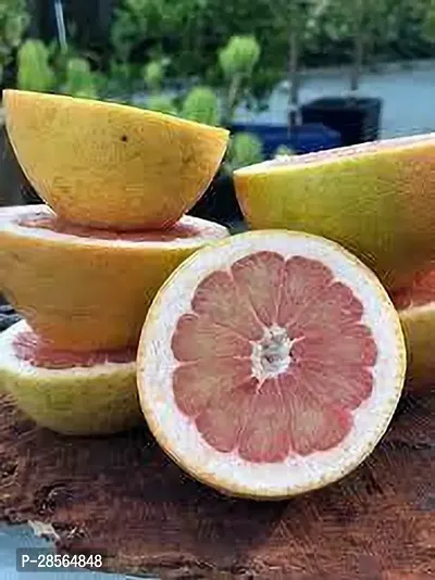 Baishnab Pomelo Plant POMELO PLANT NB AS-thumb2