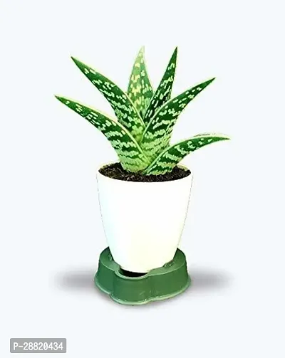 Baishnab  ryh178 Aloe Vera Plant-thumb0