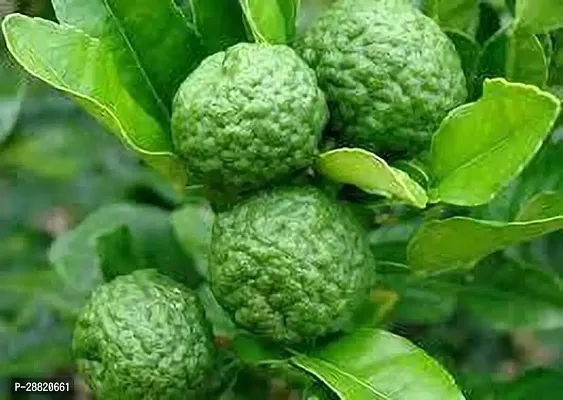 Baishnab  KAFFIR THAI LIME Lemon Plant-thumb0