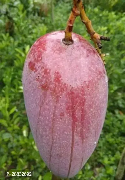 Baishnab  Katimon mango plants Mango Plant-thumb0