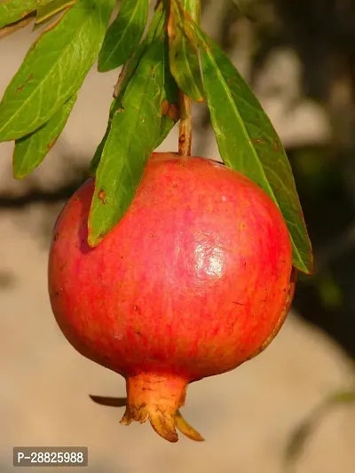 Baishnab  Pomegranate Plant Live Plant CF547111 P-thumb0