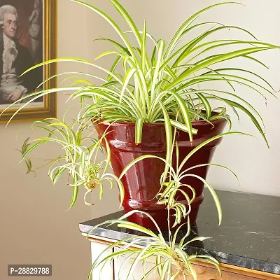 Baishnab  Spider Plant a11 Spider Plant