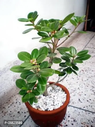 Baishnab  Chinese Banyan plant CFO31 Ficus Bonsa