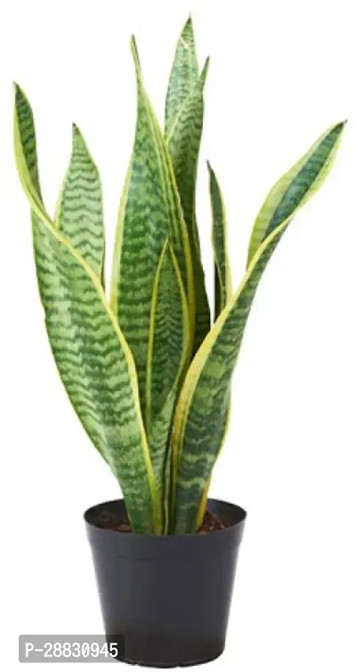 Baishnab  Live Indoor Plant Snake Plant-thumb0