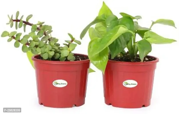 Baishnab  Money Plant and Jade Plant for home Decor-thumb0