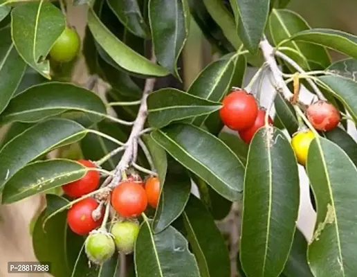 Baishnab  Bokul Fruit Plant B05 ZZ Plant