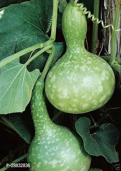 Baishnab Bottle gourd seed 200ps mc Hybrid Bird Nest Bottle Gourd F1 Rare Seeds250PIECE