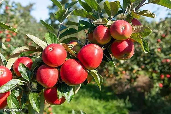 Baishnab  Hot Climate AppleHybrid PlantGrafted042-thumb0