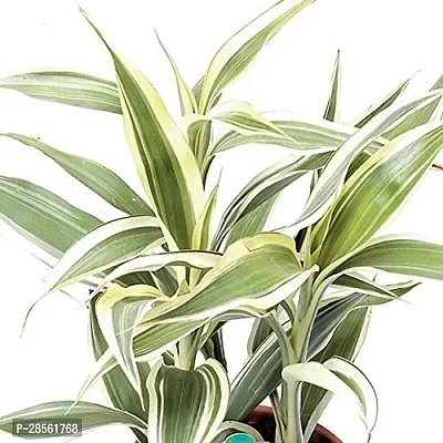 Baishnab Dracaena Plant TIGdrac15-thumb0