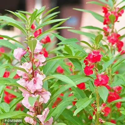 Baishnab Dopati 55 ps seed mcBalsam Double Mix Hybrid Flower Seeds   B416655PIECE