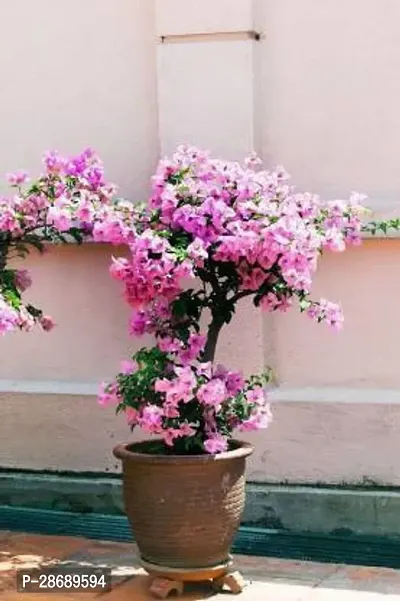 Baishnab Bougainvillea Plant Bougainvillea Live Plant_11-thumb0