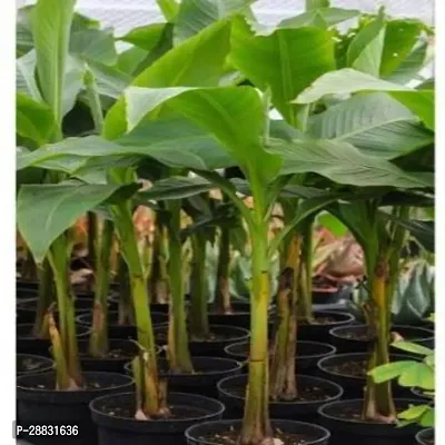 Baishnab  Pisang Raja Banana Hybrid Plant For Outdo-thumb0