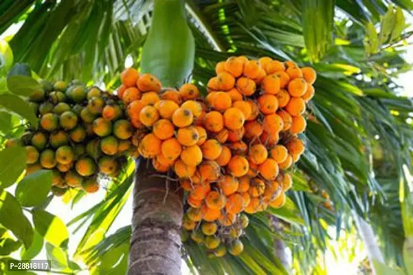 Baishnab  areca nut plant  supari Areca Plam