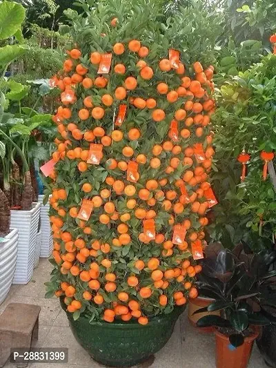 Baishnab  Sweet Chinese OrangeHybrid PlantGrafted-thumb0