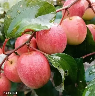 Baishnab  Kashmir apple plant Elephant Apple Plant-thumb0