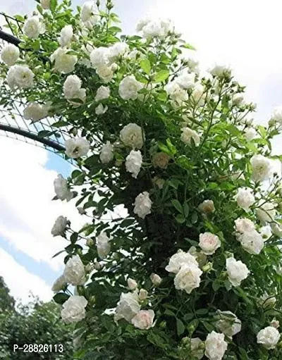 Baishnab  B 343 Rose Plant