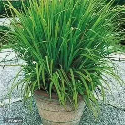 Baishnab  lomen grass Lemon Grass Plant-thumb0