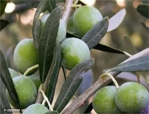 Baishnab  Indian OliveJalpai Live Plant CF061 ZZ-thumb0