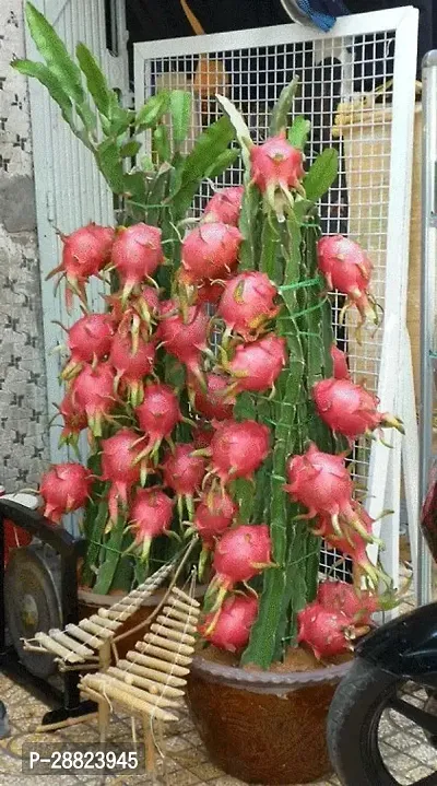 Baishnab  Pink Dragon Fruit Live PlantCF028 Drago