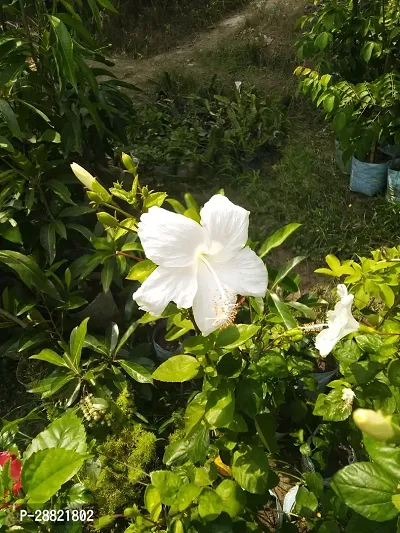 Baishnab  White hibiscus Hibiscus Plant-thumb0