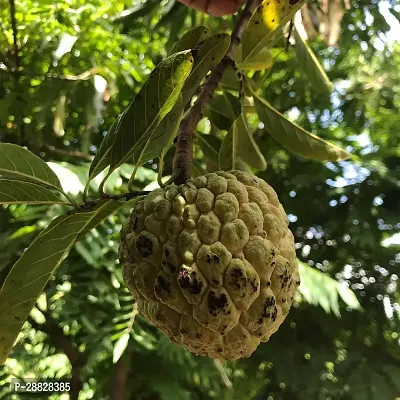 Baishnab  Custard Apple Live Plant Disha2006913-thumb0