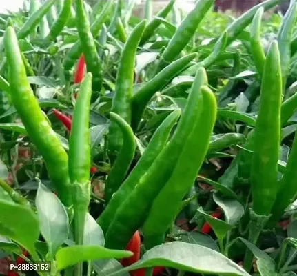 Baishnab Chili sed 150sedCW47 CHILLI MIRCHI HYBRID SEED150PIECE-thumb0