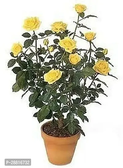 Baishnab  Rose Plant  Bhusaval  Rose Plant-thumb0