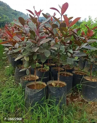 Baishnab  red gouva plant Guava Plant-thumb0