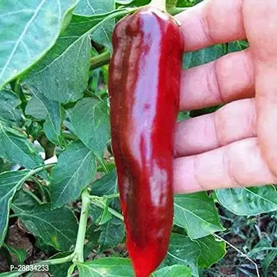 Baishnab chilli seed 200 ps llirBig Jim Hybrid Giant Chilli Seeds200PIECE