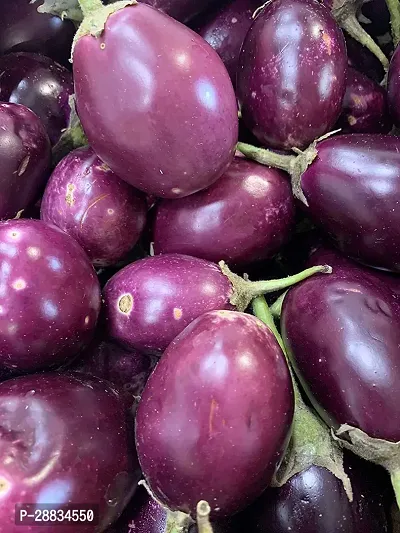 Baishnab Brinjal Seeds 500prpk vgtrBriNj 3062 500 Round Purple500PIECE