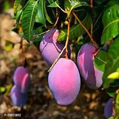 Baishnab  Palmer Grafted purple mango live plant P