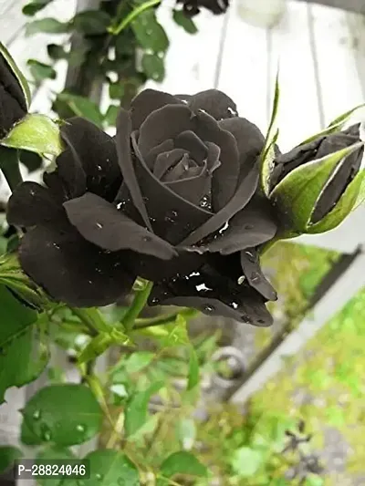 Baishnab  Rare Grafted  Black Rose Gulab Flower L-thumb0