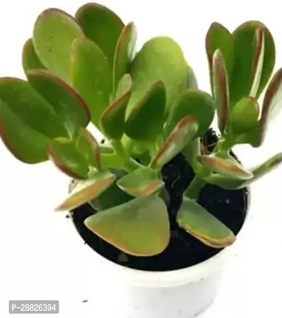 Baishnab  Jade Live Plant Good Luck Plant CF192 J-thumb0