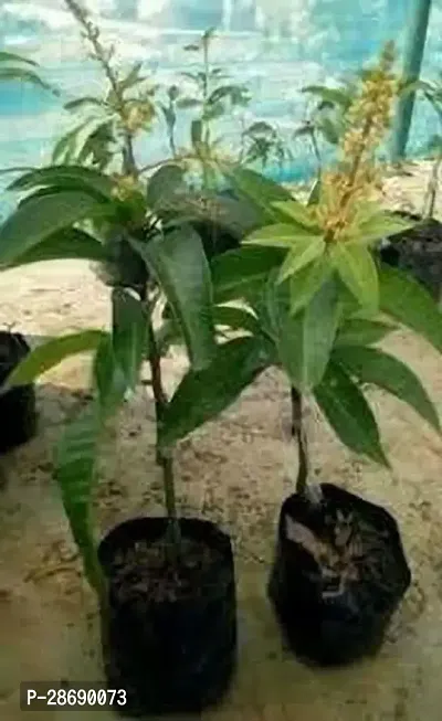 Baishnab Mango Plant ALL TIME MANGO GRAFTED10-thumb0