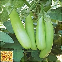 Baishnab Bringal  seeds 50 per packet  rbGreen Long Brinjal Hybrid Vegetable Seeds   B343750PIECE-thumb2