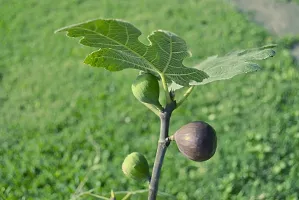 Baishnab Fiddle Leaf Fig Plant Red Mishor Khurtmani Variety Fig Anjeer Fruit (Air layeredGrafted) Live PlantsTree(1-1.5 Ft Size)-thumb2