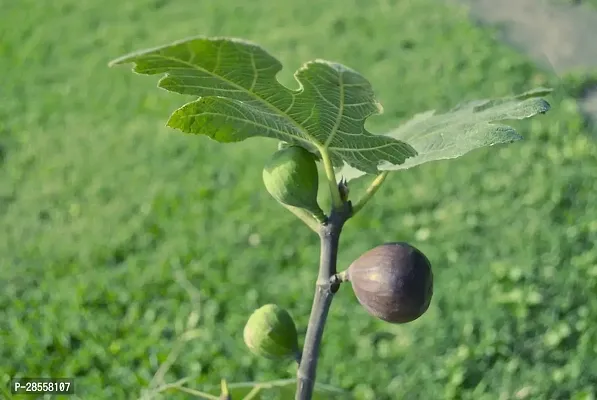 Baishnab Fiddle Leaf Fig Plant Red Mishor Khurtmani Variety Fig Anjeer Fruit (Air layeredGrafted) Live PlantsTree(1-1.5 Ft Size)-thumb3