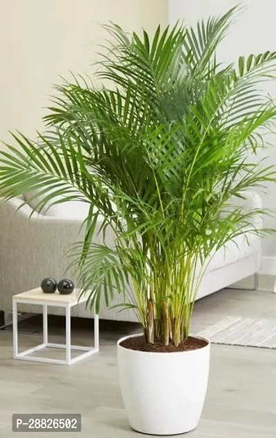 Baishnab  ARECA PLAM  VD53 Areca Plam-thumb0