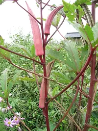 Baishnab Bhindi Seed  20 p s  Red Ladies Finger Bhindi  Okra Vegetable    20 Seeds20PIECE-thumb1