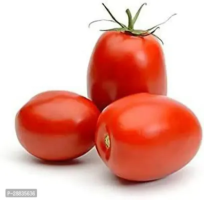 Baishnab Seed 600per packetXpl06F1 Hybrid Tomato Vegetable Seeds For Planting F1305600PIECE