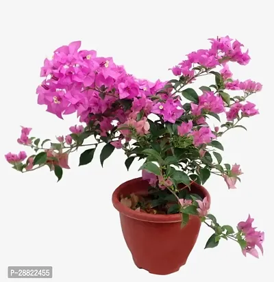 Baishnab  Baugainvillea Plant HybridCFA204 Bau-thumb0