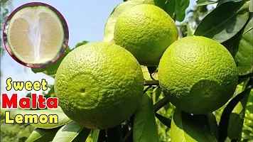 Baishnab Sweet Lemon Plant Gardening-thumb1