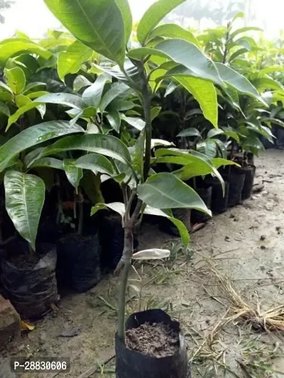 Baishnab  Live Thailand Mango Plant Grafted Mango P