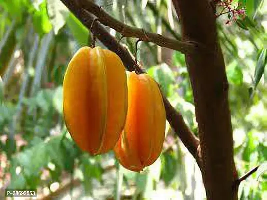 Baishnab Star Fruit Carambola Grafted Plant AHW