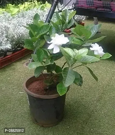 Baishnab  OJO111 Jasmine Plant-thumb0